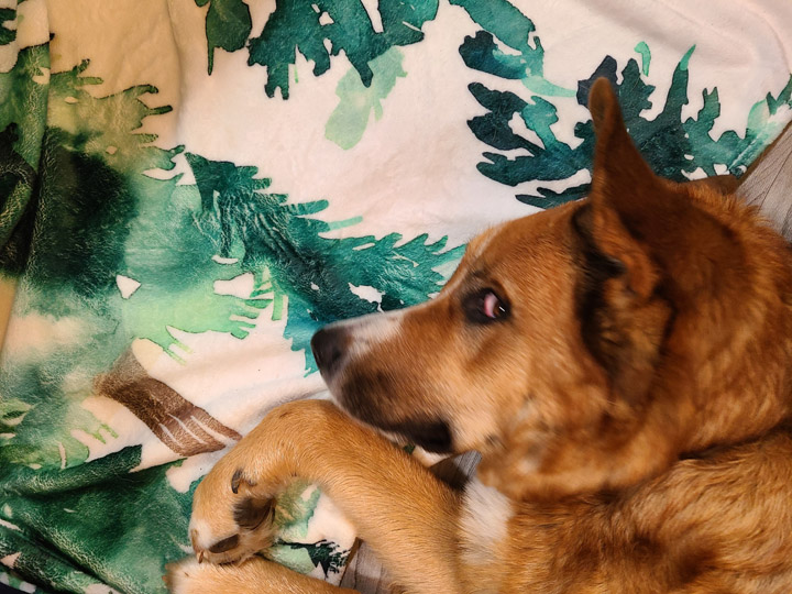 chinook dog